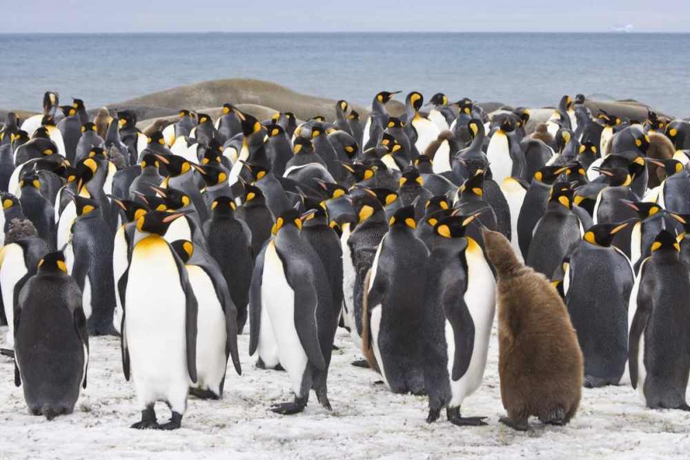 South Georgia Isl King penguin chick